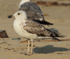 Larus armenicus
